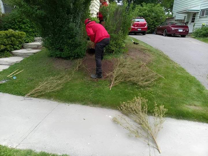 Hedge Maintenace Cobourg